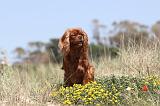 CAVALIER KING CHARLES 090